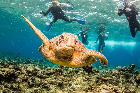 Great Barrier Reef Diving And Snorkeling Cruise From Cairns - Foster Accommodation 3