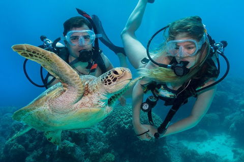 Great Barrier Reef Diving And Snorkeling Cruise From Cairns - Foster Accommodation 4