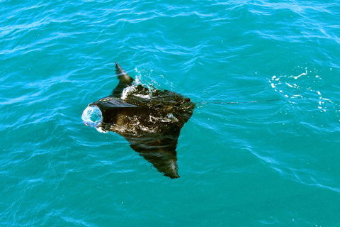 Roebuck Bay Snubfin Dolphin Cruise - Foster Accommodation 5