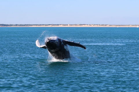 AOC Whale Watching From Broome - Foster Accommodation 2