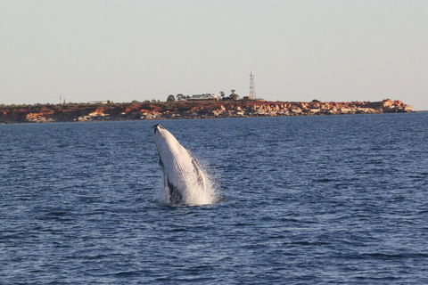 AOC Whale Watching From Broome - Foster Accommodation 3