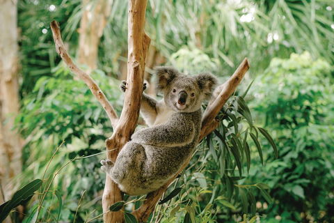 Full-Day Small-Group History And Heritage Tour Of Brisbane City - Foster Accommodation 2
