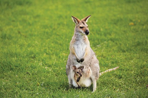Full-Day Small-Group History And Heritage Tour Of Brisbane City - Foster Accommodation 4