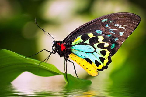 Australian Butterfly Sanctuary - Foster Accommodation 4