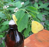 Australian Butterfly Sanctuary- Virtual Interactive Tour With Private Guide - Foster Accommodation
