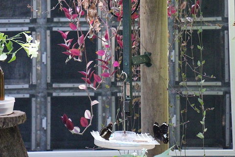 Australian Butterfly Sanctuary- Virtual Interactive Tour With Private Guide - Foster Accommodation 1