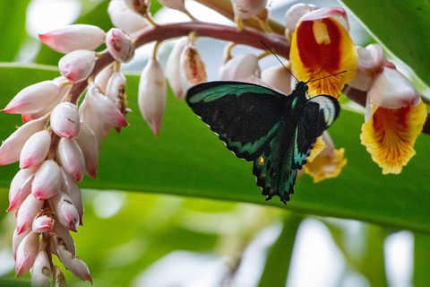 Australian Butterfly Sanctuary- Virtual Interactive Tour With Private Guide - Foster Accommodation 2