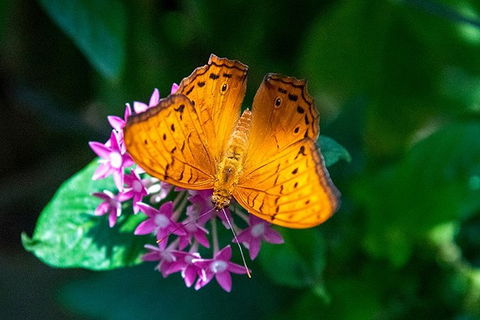 Australian Butterfly Sanctuary- Virtual Interactive Tour With Private Guide - Foster Accommodation 3