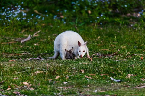 Bruny Island Traveller - Gourmet Tasting And Sightseeing Day Trip From Hobart - Foster Accommodation 3