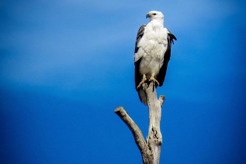 Kangaroo Island 75-Minute Ocean Safari - Foster Accommodation 0