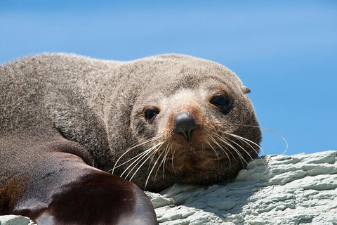 Kangaroo Island 75-Minute Ocean Safari - Foster Accommodation 1