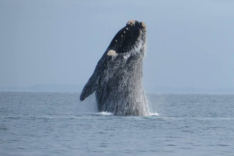 Kangaroo Island 75-Minute Ocean Safari - Foster Accommodation 2