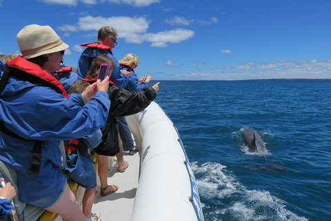 Kangaroo Island 75-Minute Ocean Safari - Foster Accommodation 3