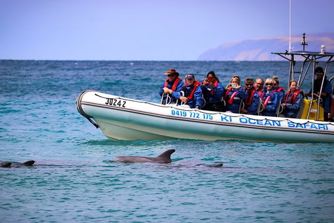 Kangaroo Island 75-Minute Ocean Safari - Foster Accommodation 4