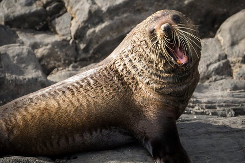 Kangaroo Island 75-Minute Ocean Safari - Foster Accommodation 5