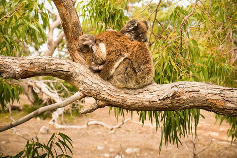 10 Day Perth To Adelaide Private Tour - The Great Australian Wilderness Journey - Foster Accommodation 4