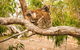 3 Day Port Lincoln And Coffin Bay Private Tour - thumb 5