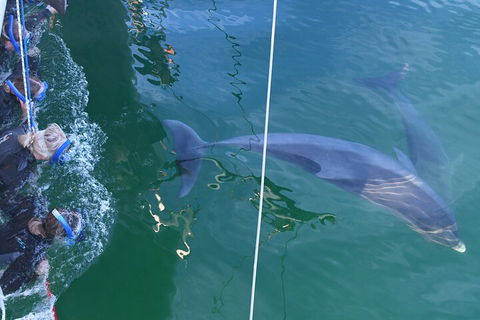 Dolphin Cruise From Adelaide With Optional Dolphin Swim - Foster Accommodation 0