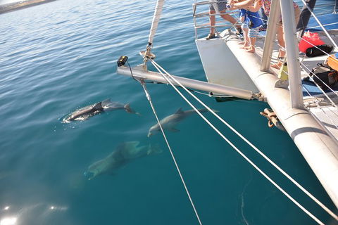 Dolphin Cruise From Adelaide With Optional Dolphin Swim - Foster Accommodation 1