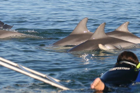 Dolphin Cruise From Adelaide With Optional Dolphin Swim - Foster Accommodation 2