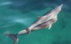 Dolphin Cruise From Adelaide With Optional Dolphin Swim - thumb 4