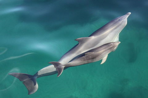 Dolphin Cruise From Adelaide With Optional Dolphin Swim - Foster Accommodation 4
