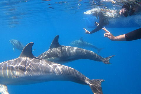 Dolphin Cruise From Adelaide With Optional Dolphin Swim - Foster Accommodation 5