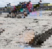 Kangaroo Island in a Day Tour from Adelaide - Foster Accommodation