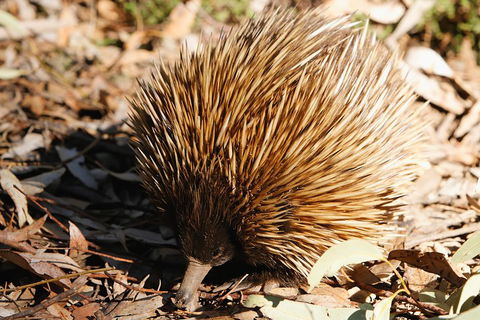 Kangaroo Island In A Day Tour From Adelaide - Foster Accommodation 2