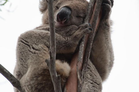 2-Day Kangaroo Island 4WD Small-Group Tour From Adelaide - Foster Accommodation 0
