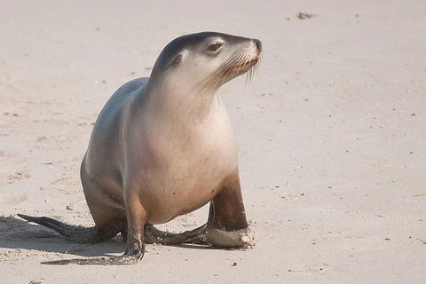 2-Day Kangaroo Island 4WD Small-Group Tour From Adelaide - Foster Accommodation 4