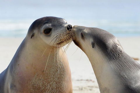 2 Day Ultimate Kangaroo Island With Return Ferry - Foster Accommodation 2