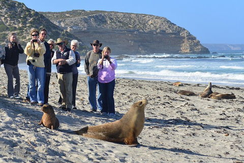Full Day Seal Bay Experience Departing From Kangaroo Island - Foster Accommodation 0