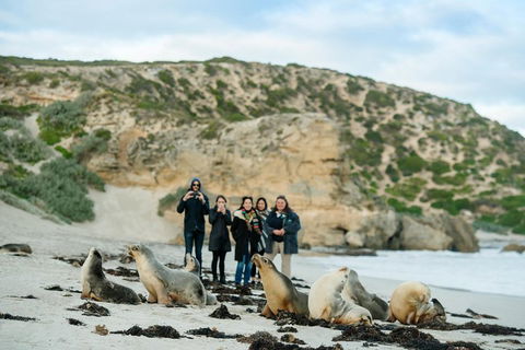 Small-Group Kangaroo Island 4WD Tour From Adelaide - Foster Accommodation 4