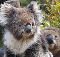 Kuranda Koala Gardens and Birdworld Admission Tickets - Foster Accommodation