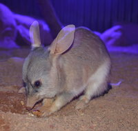 Kuranda Wildlife Experience Three Attraction Pass - Foster Accommodation