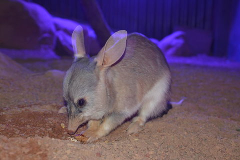 Kuranda Wildlife Experience Three Attraction Pass - Foster Accommodation 0