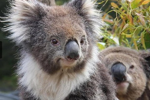 Kuranda Koala Gardens General Entry Ticket - Foster Accommodation 1