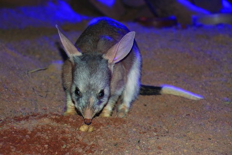 Kuranda Koala Gardens General Entry Ticket - Foster Accommodation 3
