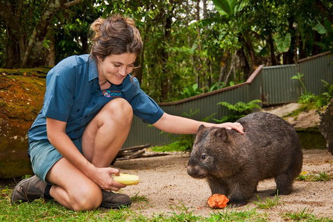 Kuranda Koala Gardens General Entry Ticket - Foster Accommodation 4
