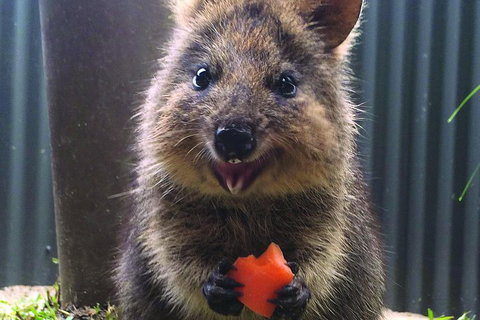 Kuranda Koala Gardens General Entry Ticket - Foster Accommodation 5