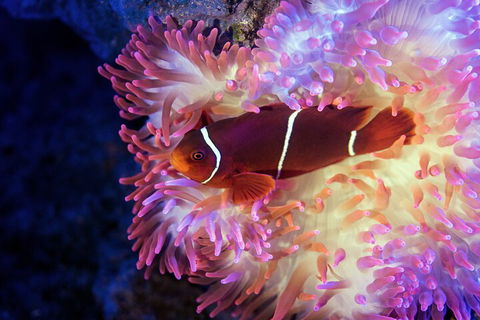 Cairns Aquarium Tour By Twilight With Drink And Appetiser - Foster Accommodation 5