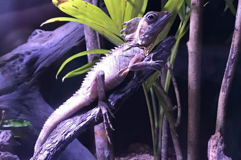 Cairns Aquarium Admission Ticket - Foster Accommodation 0