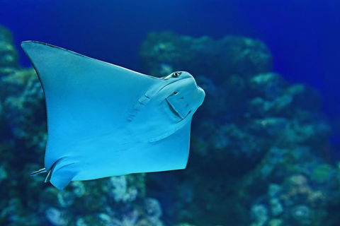 Cairns Aquarium Admission Ticket - Foster Accommodation 2