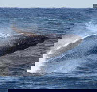 Whale Watching by Sea World Cruises - Foster Accommodation
