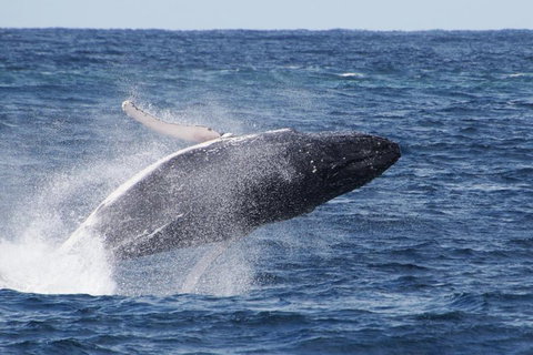 Whale Watching By Sea World Cruises - Foster Accommodation 0