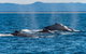 Whale Watching By Sea World Cruises - thumb 4