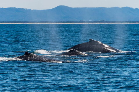 Whale Watching By Sea World Cruises - Foster Accommodation 4
