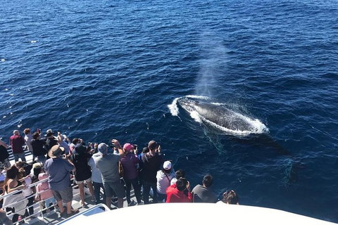 Whale Watching By Sea World Cruises - Foster Accommodation 5