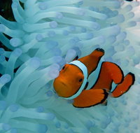 Seastar Luxury Outer Great Barrier Reef Island and Reef Tour from Cairns - Foster Accommodation